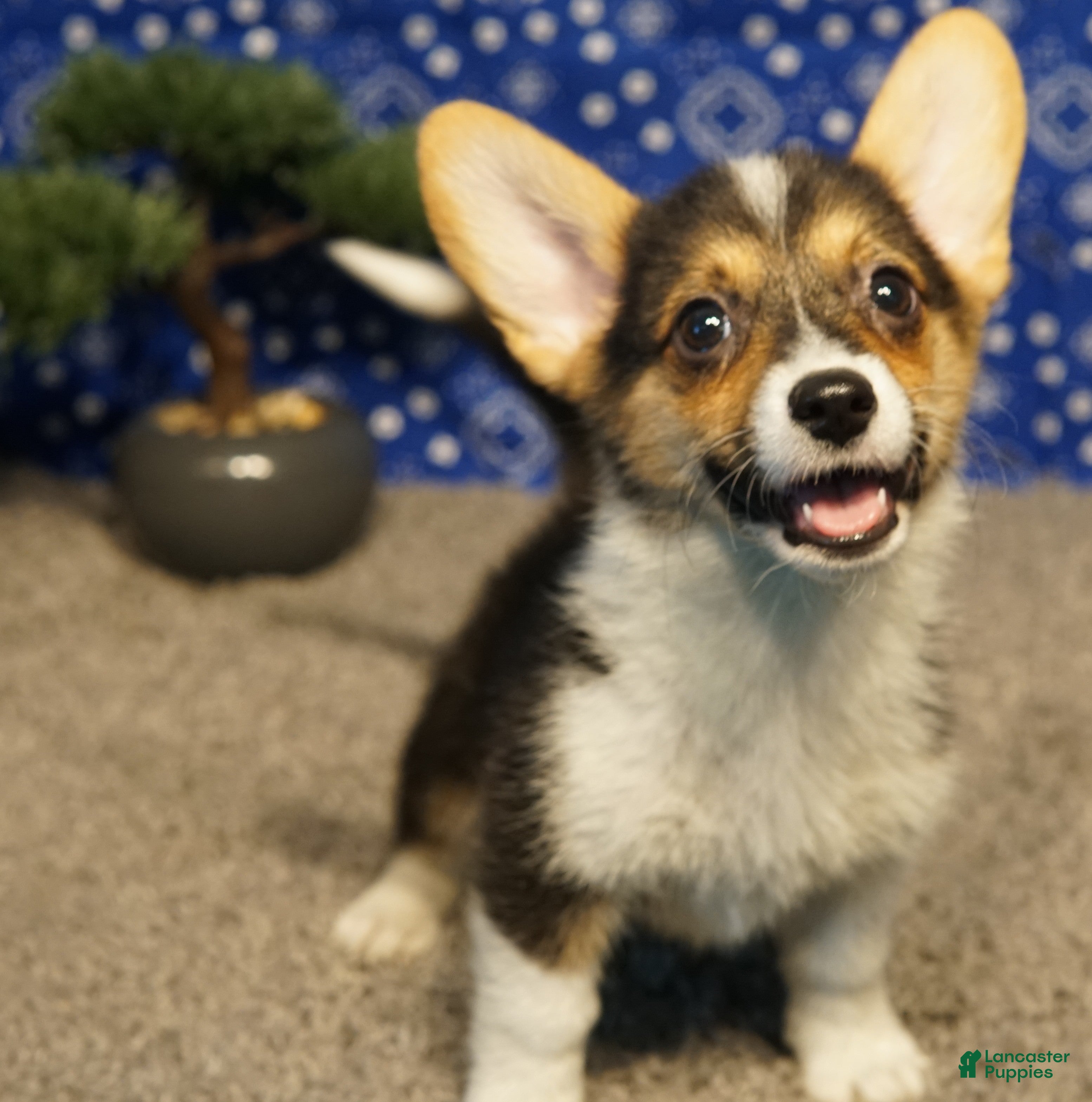 Welsh Corgi Pembroke dogs Maple - Ad 16