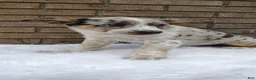 Mixed Breed dogs for sale: Sadie  - Ad 4