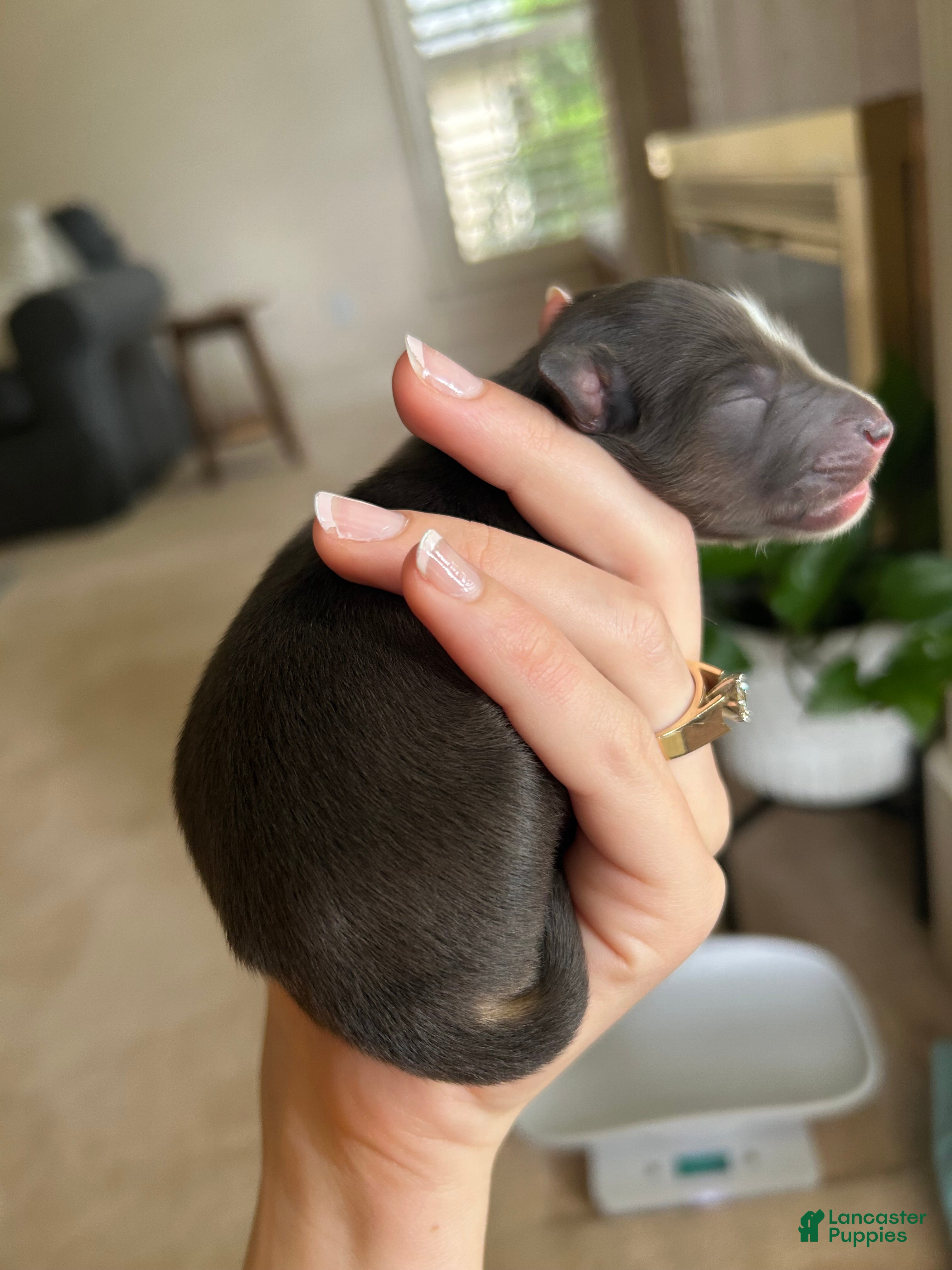 Miniature Australian Shepherd dogs Nixon - Ad 20