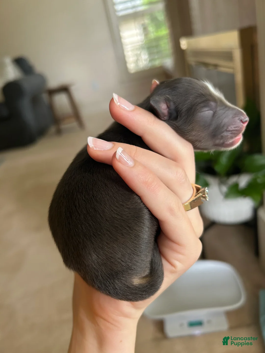 Miniature Australian Shepherd dogs for sale: Nixon - Ad 1