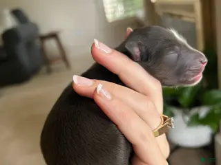 Miniature Australian Shepherd dogs for sale: Nixon - Ad 2