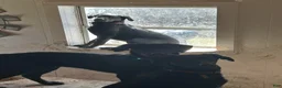 Sheprador dogs for sale: PEPPER  - Ad 3