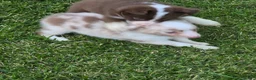 Miniature Australian Shepherd dogs for sale: Miniature Australian Shepherd 3 - Ad 2