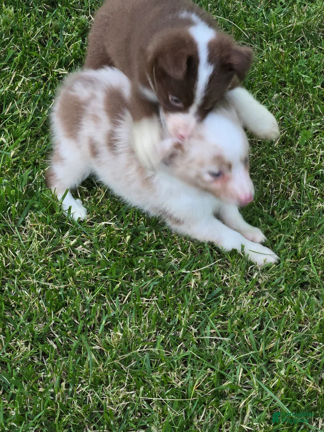 Miniature Australian Shepherd dogs for sale: Miniature Australian Shepherd 3 - Ad 2