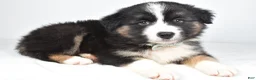 Miniature Australian Shepherd dogs for sale: Skipper - Ad 8