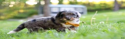 Bernedoodle dogs for sale: Rambo - Ad 4