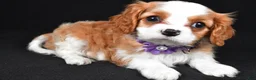 Cavalier King Charles Spaniel dogs for sale: Roxan - Ad 2