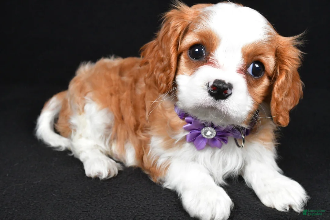 Cavalier King Charles Spaniel dogs for sale: Roxan - Ad 2