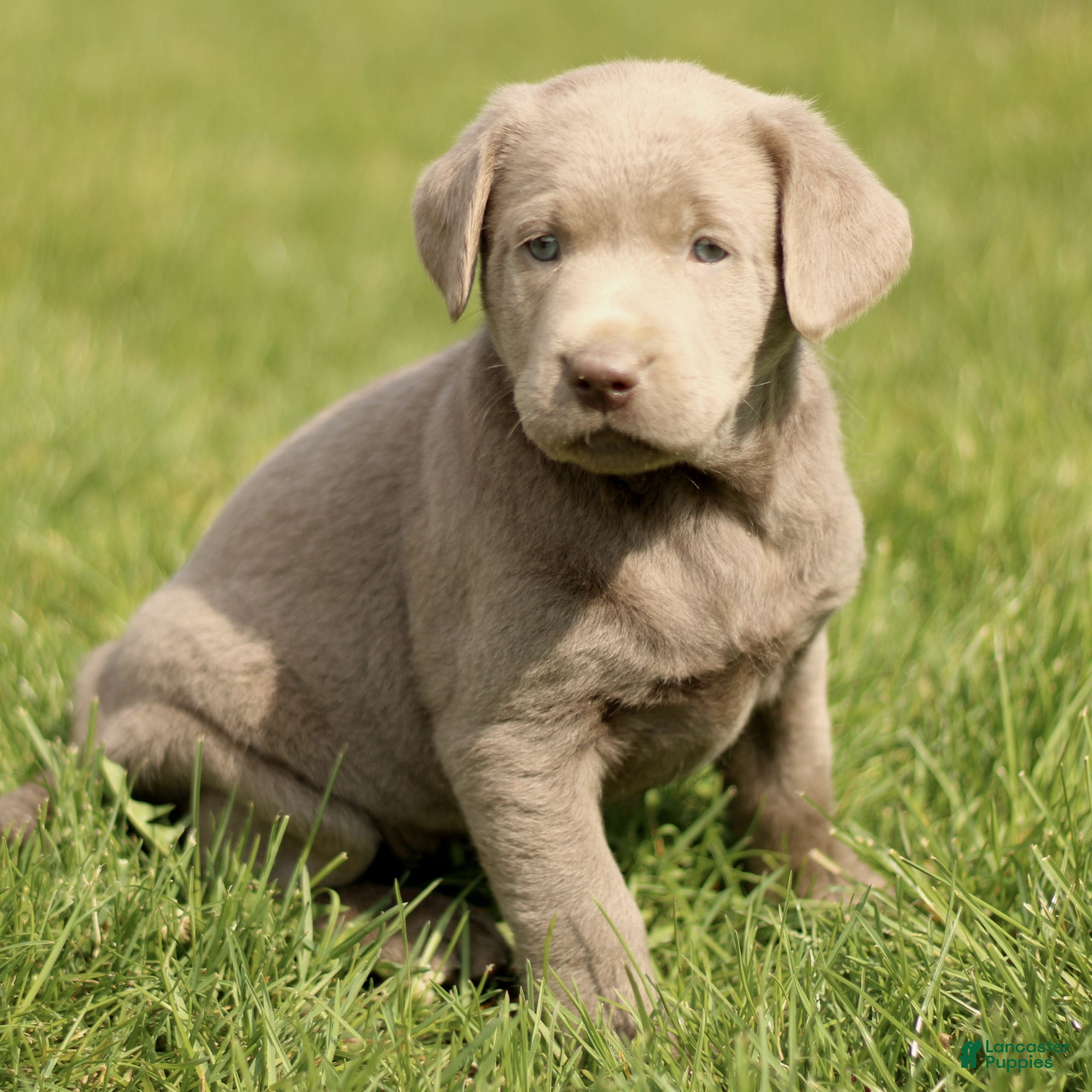 Labrador Retriever dogs for sale: Kennedy  - Ad 2