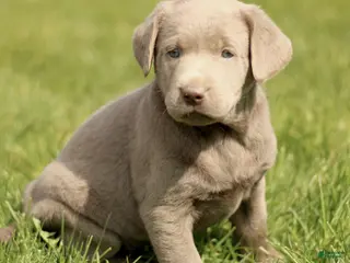 Labrador Retriever dogs for sale: Kennedy - Ad 2