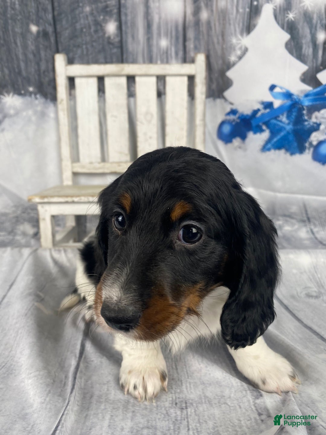 Miniature Dachshund dogs for sale: Oscar - Ad 8