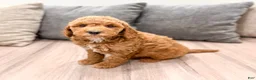 Mini Goldendoodle dogs for sale: Jesse - Ad 1