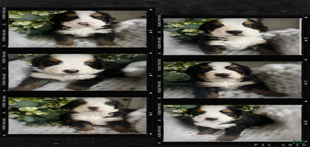 Gallery Image {{count}}