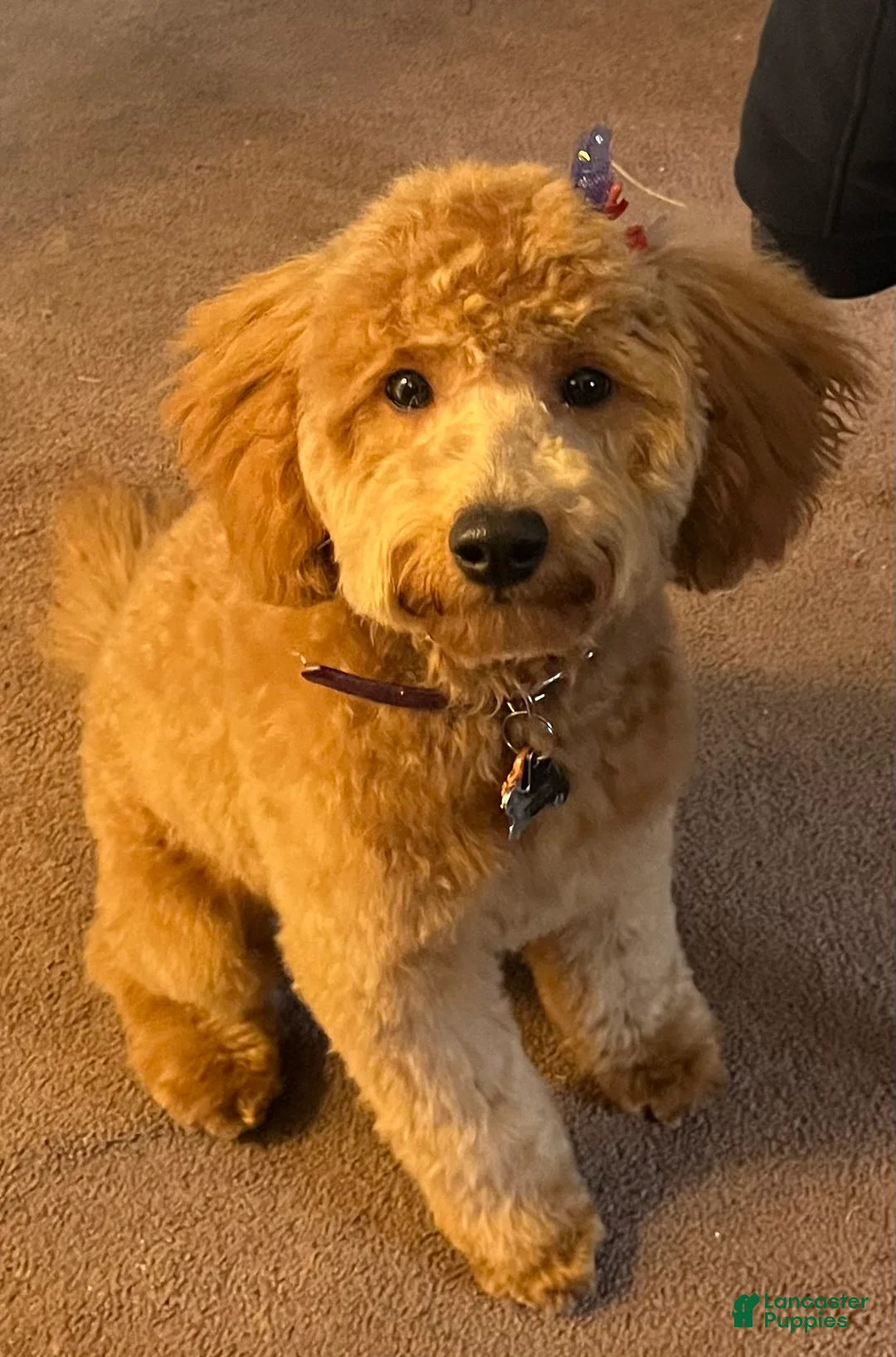 Mini Goldendoodle dogs for sale: Mini Goldendoodle Puppy 1 - Ad 1