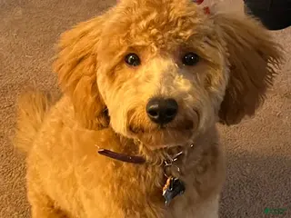 Mini Goldendoodle dogs Mini Goldendoodle Puppy 1 - Ad 17