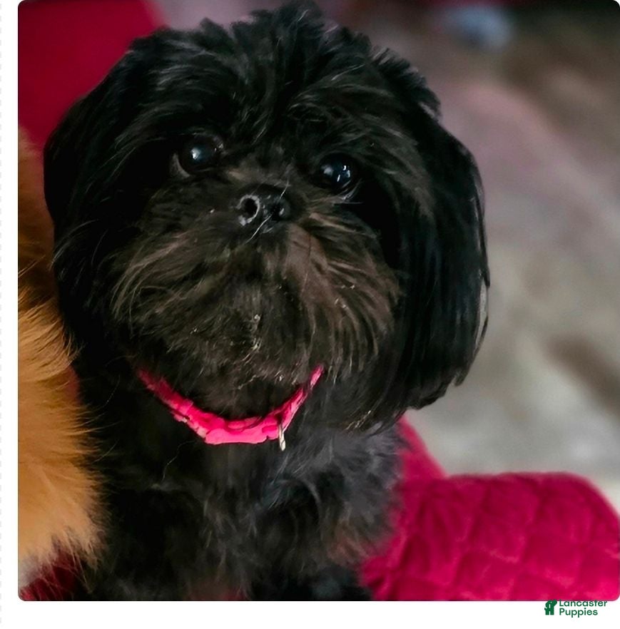Shih Tzu dogs Iggy - Ad 2