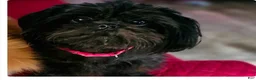Shih Tzu dogs for sale: Iggy - Ad 2