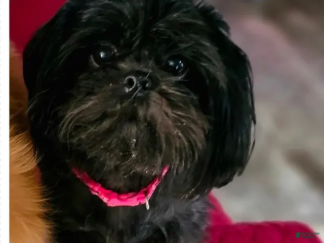 Shih Tzu dogs Iggy - Ad 2