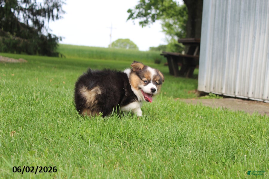 Welsh Corgi Pembroke dogs for sale: Dale  - Ad 4