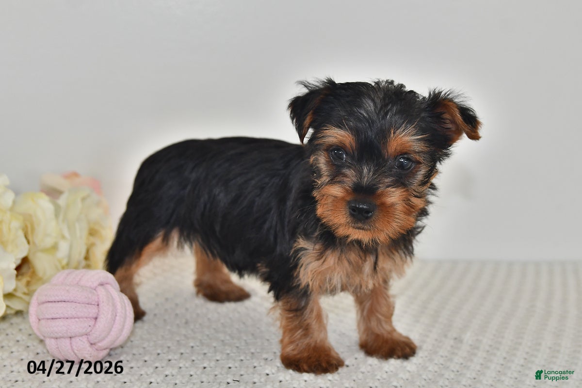 Yorkshire Terrier dogs Lila  - Ad 2