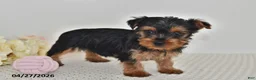 Yorkshire Terrier dogs for sale: Lila  - Ad 2