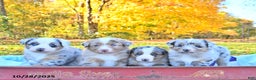 Australian Shepherd dogs for sale: Garrett - Ad 6