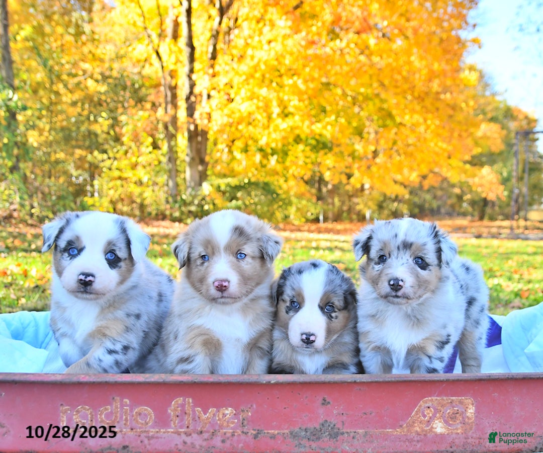 Australian Shepherd dogs for sale: Garrett - Ad 6