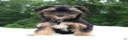 Morkie dogs for sale: Colby - Ad 5