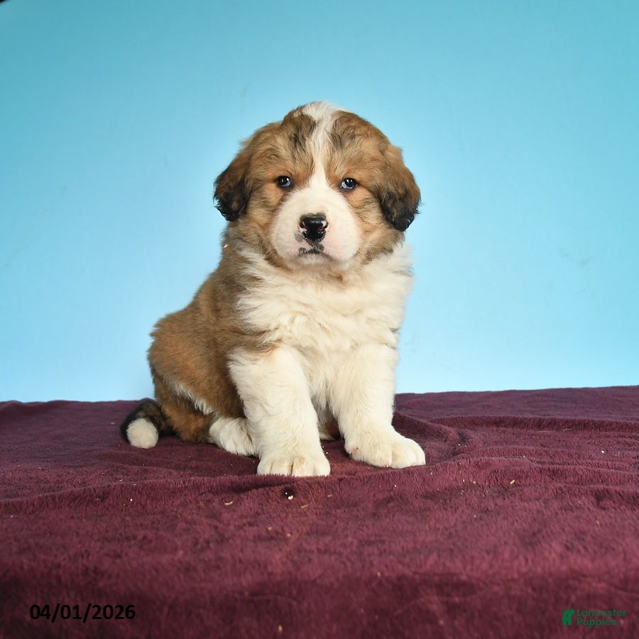 Mixed Breed dogs Cocoa - Ad 1