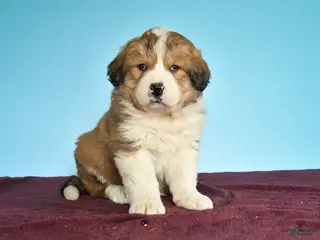 Mixed Breed dogs for sale: Cocoa - Ad 1