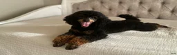 Miniature Poodle dogs for sale: Oliver - Ad 7