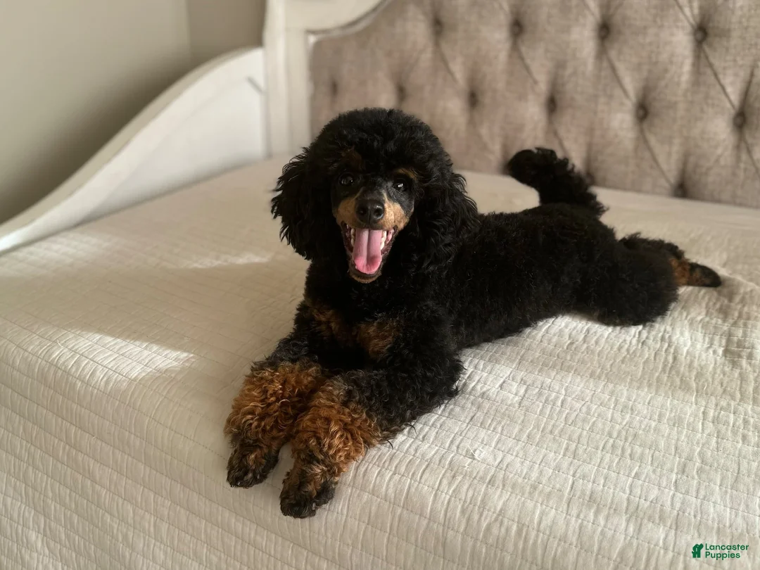 Miniature Poodle dogs for sale: Oliver - Ad 7