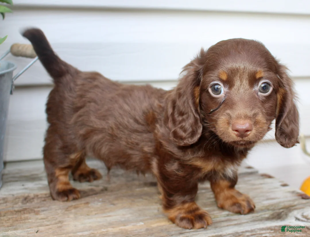 Miniature Dachshund dogs for sale: Carter Male AKC Mini Dachshund - Ad 2