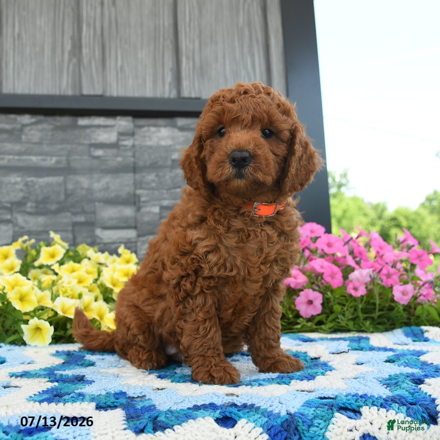 Mini Goldendoodle dogs Professor - Ad 1