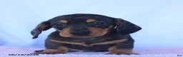Miniature Dachshund dogs for sale: Dusty - Ad 3