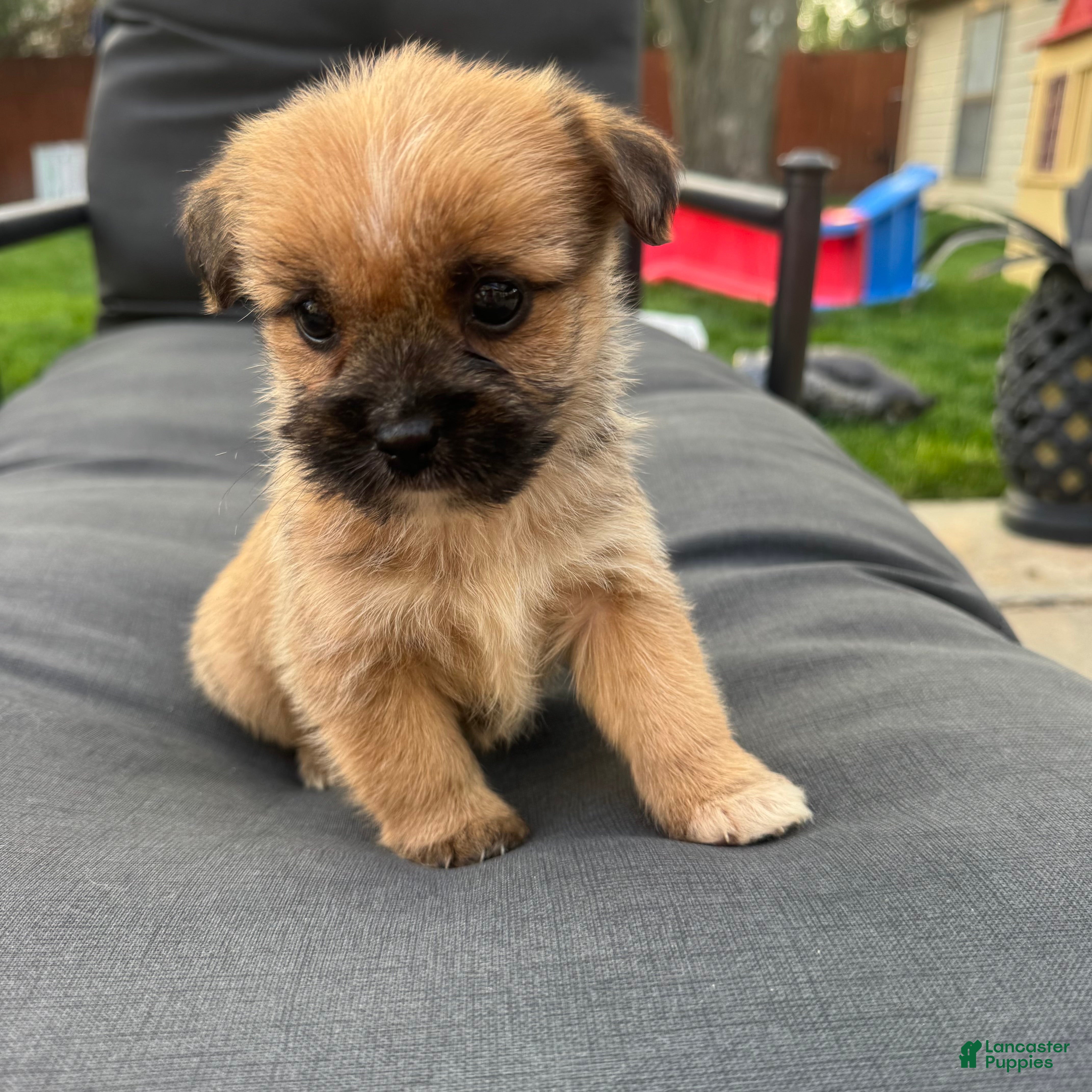 Mixed Breed dogs Lyla - Ad 7