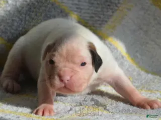 Boxer dogs Boon - Ad 7