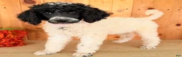 Standard Poodle dogs for sale: Karma - Ad 9
