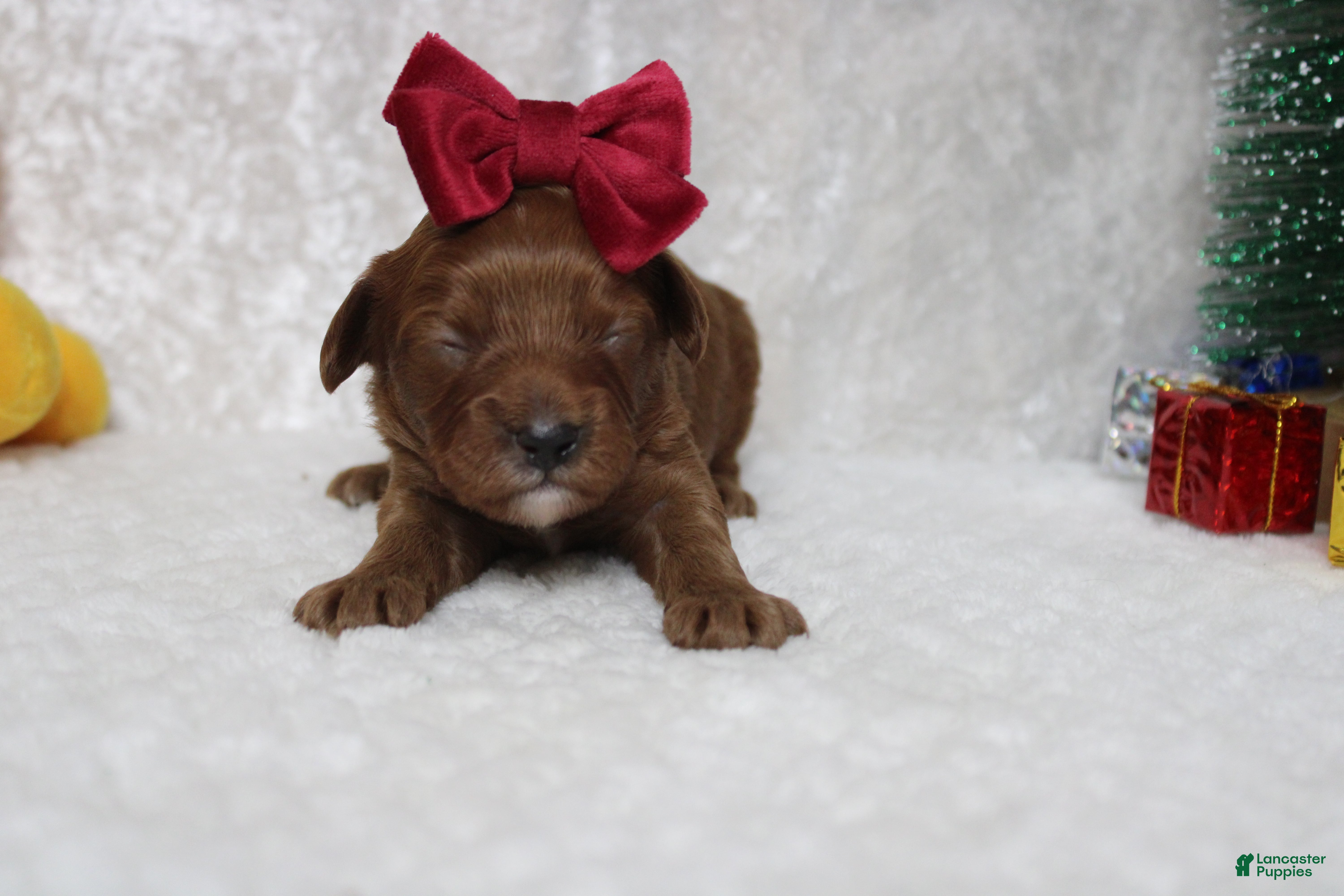 Cavapoo dogs Rosie - Ad 3