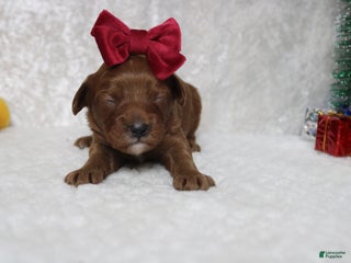 Cavapoo dogs Rosie - Ad 3