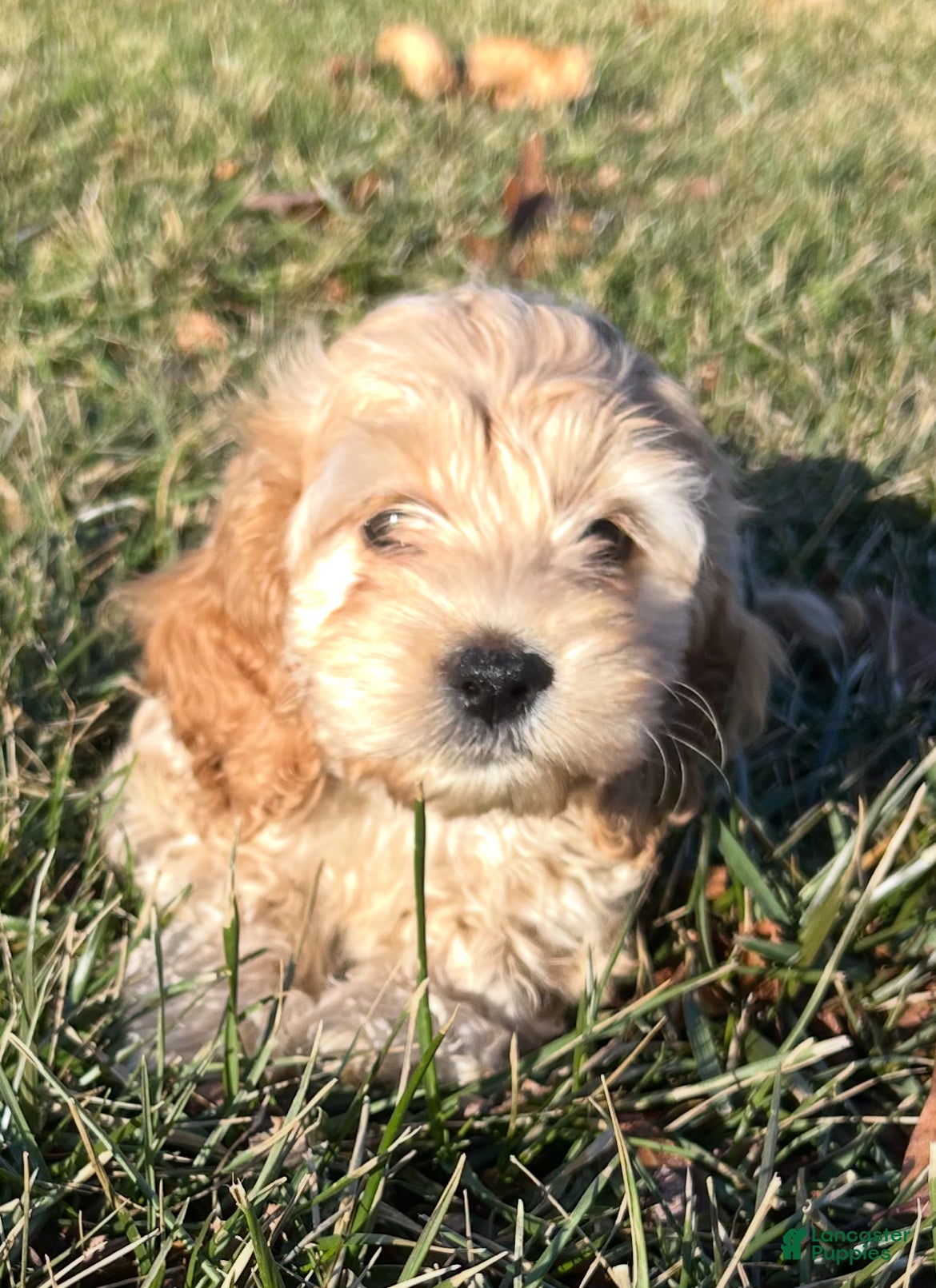 Cockapoo dogs Viola - Ad 25