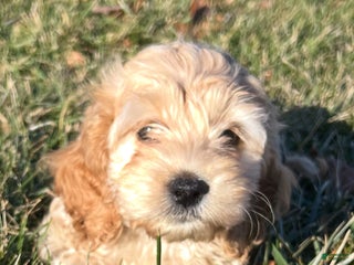 Cockapoo dogs Viola - Ad 25