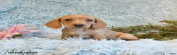 Miniature Dachshund dogs for sale: Blossom - Ad 4