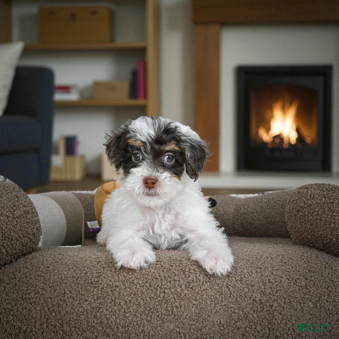 Miniature Poodle dogs for sale: CARTER - Ad 3