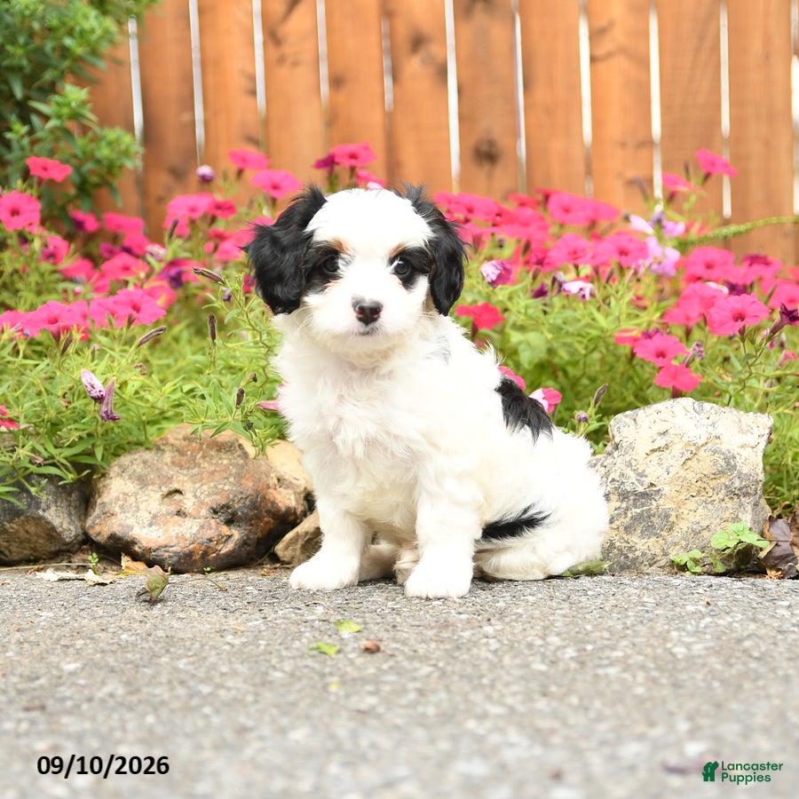 Mixed Breed dogs Callie - Ad 1