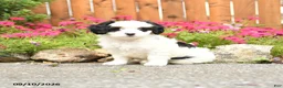 Mixed Breed dogs for sale: Callie - Ad 1