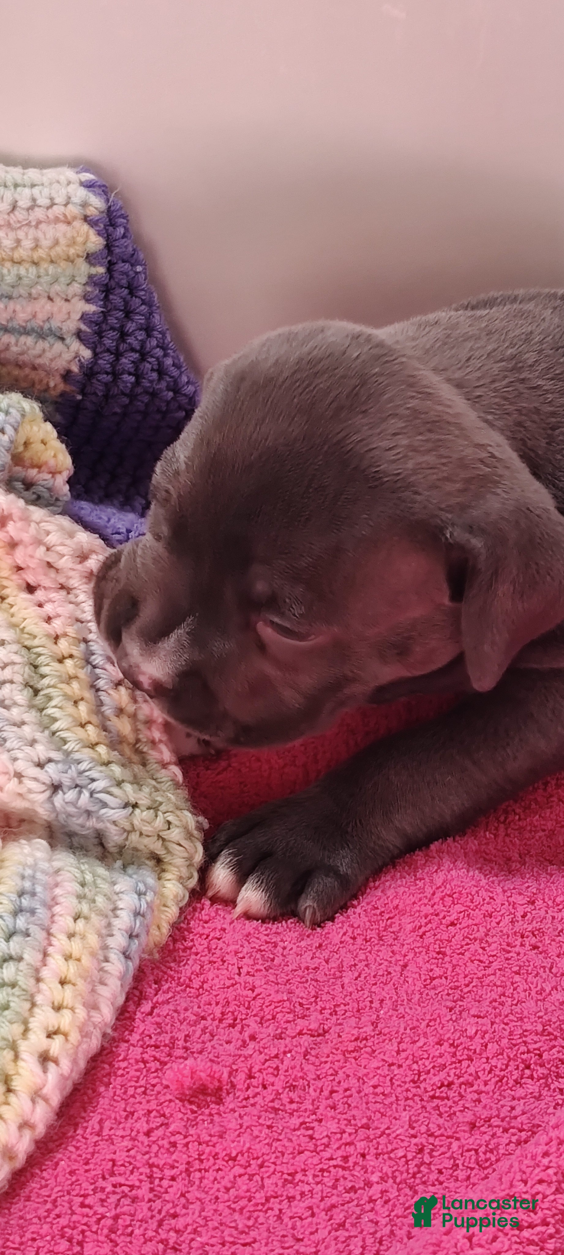 American Bully dogs Nash - Ad 2