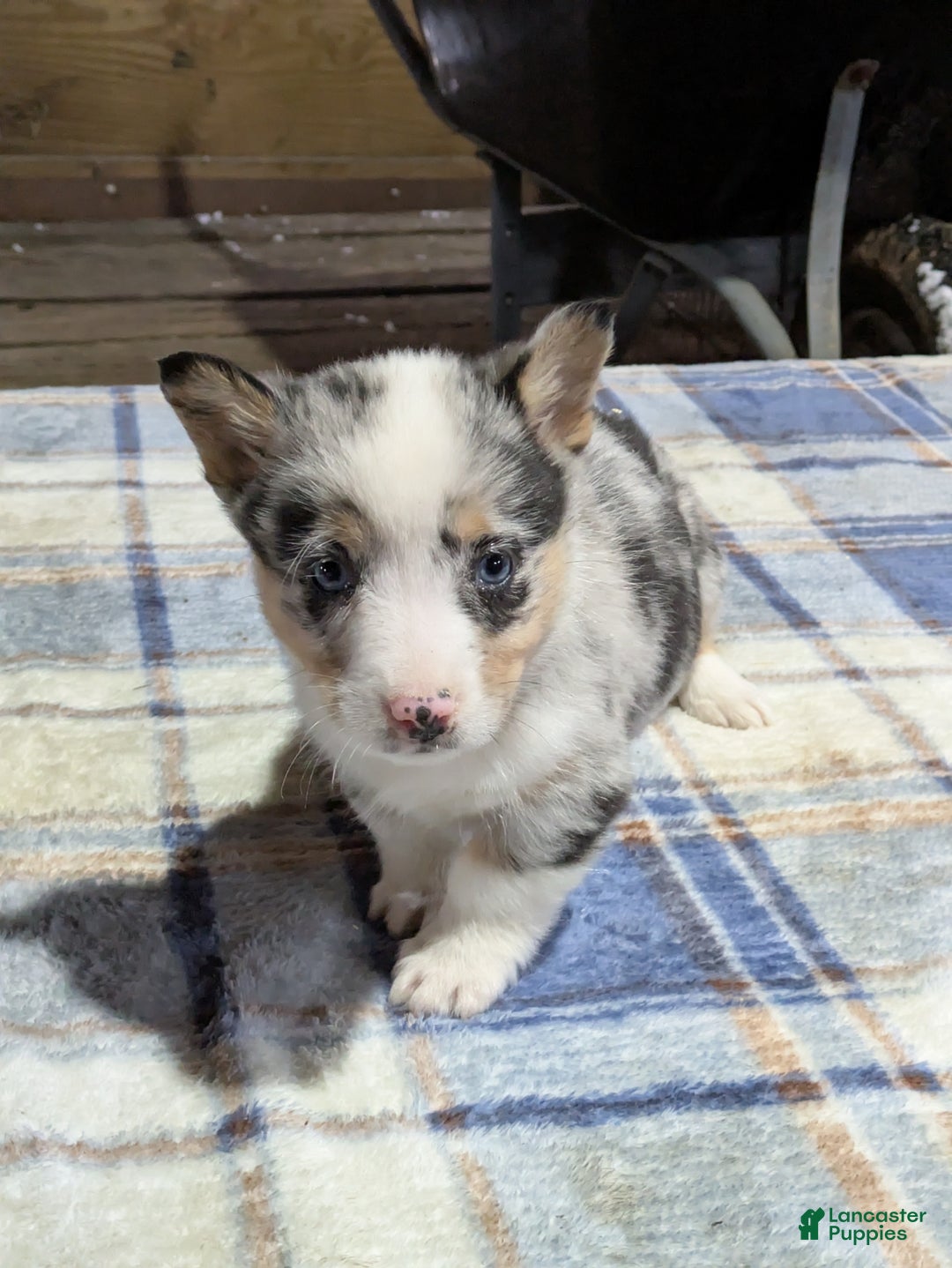 Welsh Corgi Pembroke dogs for sale: Stormy - Ad 1