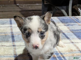 Welsh Corgi Pembroke dogs Stormy - Ad 26