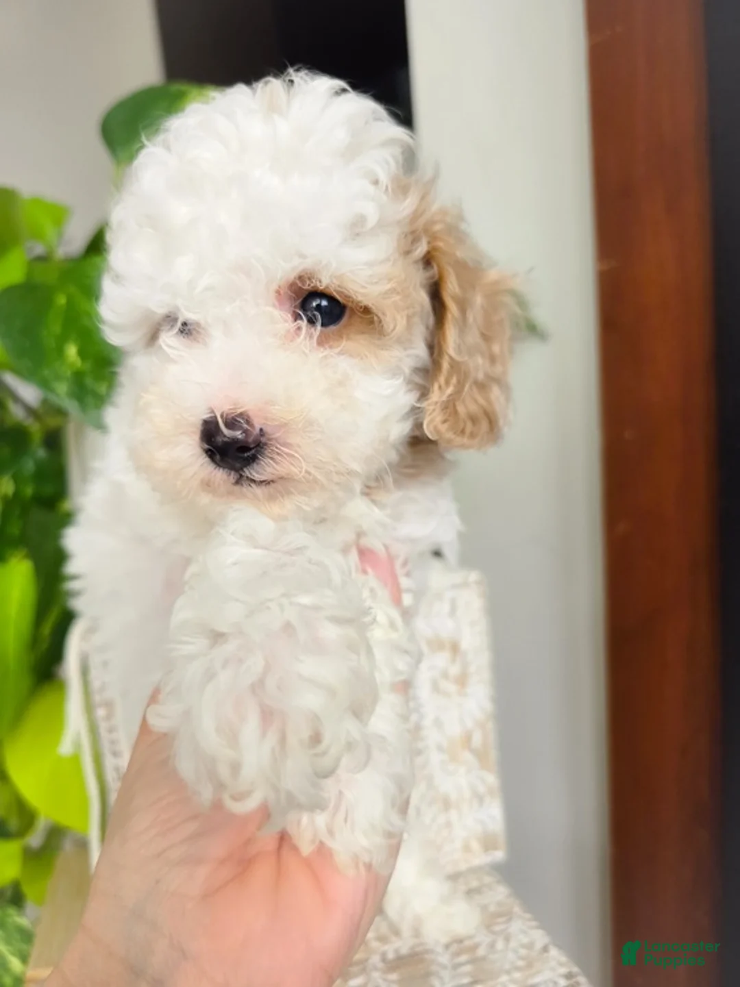 Toy Poodle dogs for sale: Nikka - Ad 2